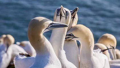 曼联后防线三人缺阵调整成关键，曼联后卫线